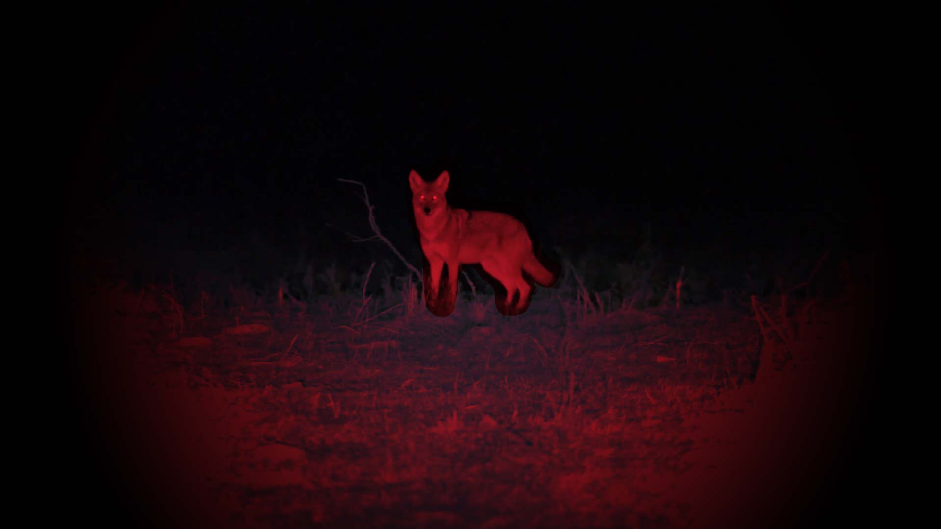 Coyote Light The Ultimate HighPerformance Predator Hunting Light