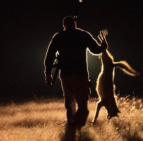 Nighttime Coyote Hunting Rifle Setup Coyote Light